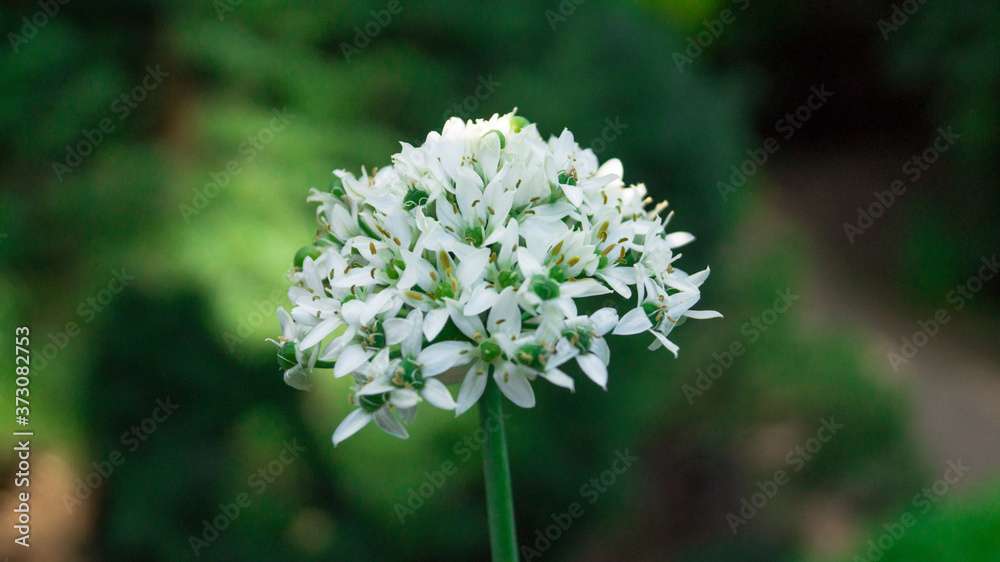 White round flower on the green background White round flower on the green background