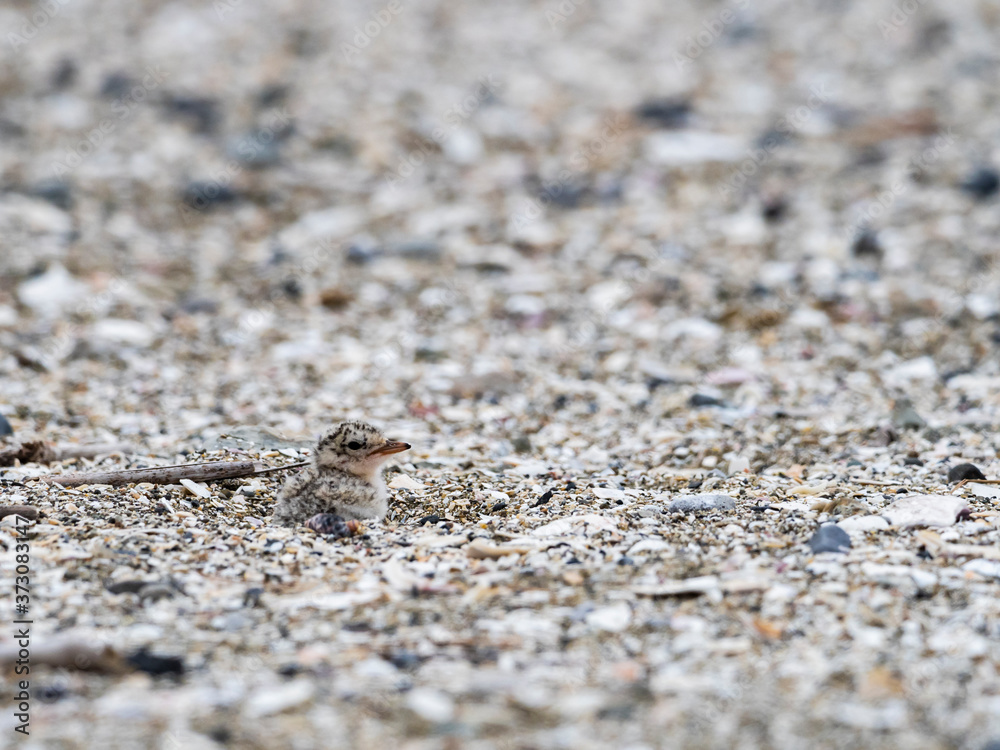コアジサシのヒナ(little tern) コアジサシのヒナ(little tern)