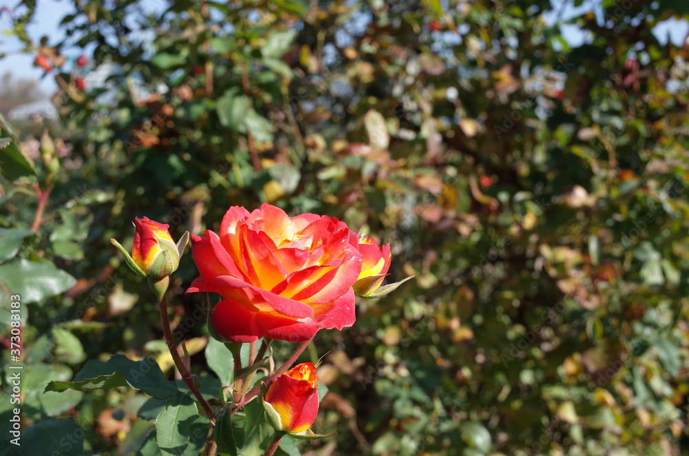 Orange blend Flower of Rose 'Furedaiko' in Full Bloom
Orange blend Flower of Rose 'Furedaiko' in Full Bloom