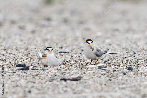 コアジサシの親子(Little Tern) © sandpiper