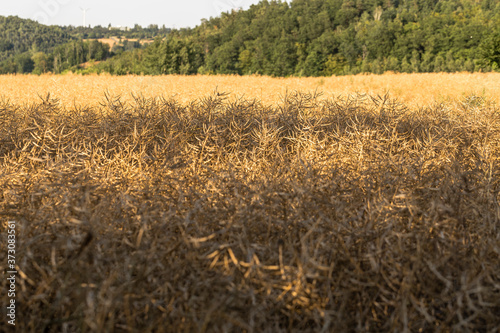 ripe rapeseed - Brassica napus