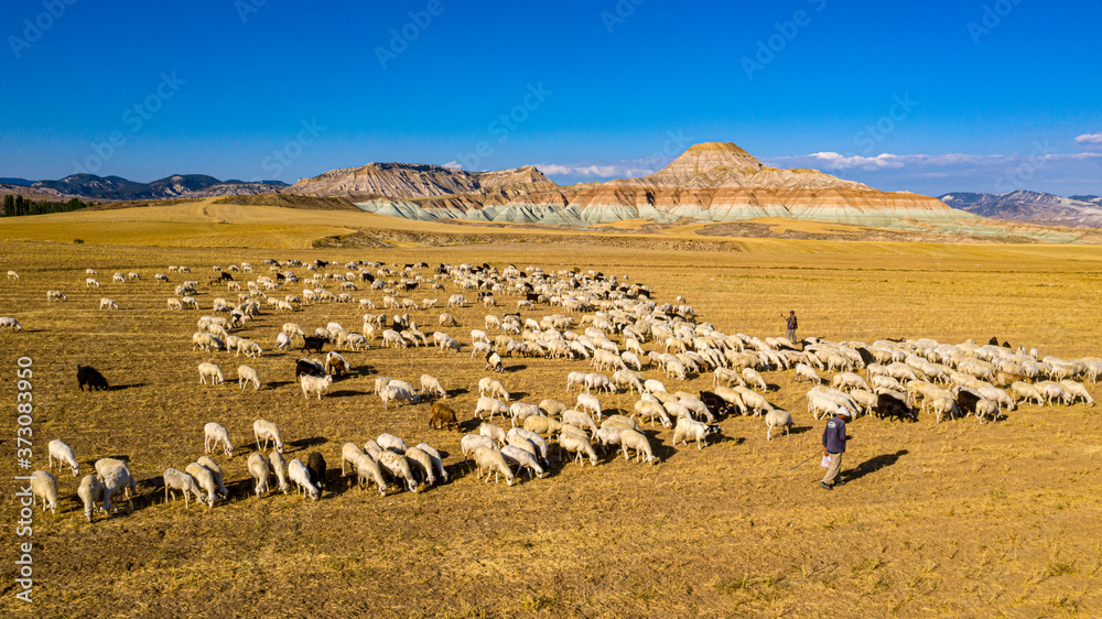 flock of sheep in the mountains