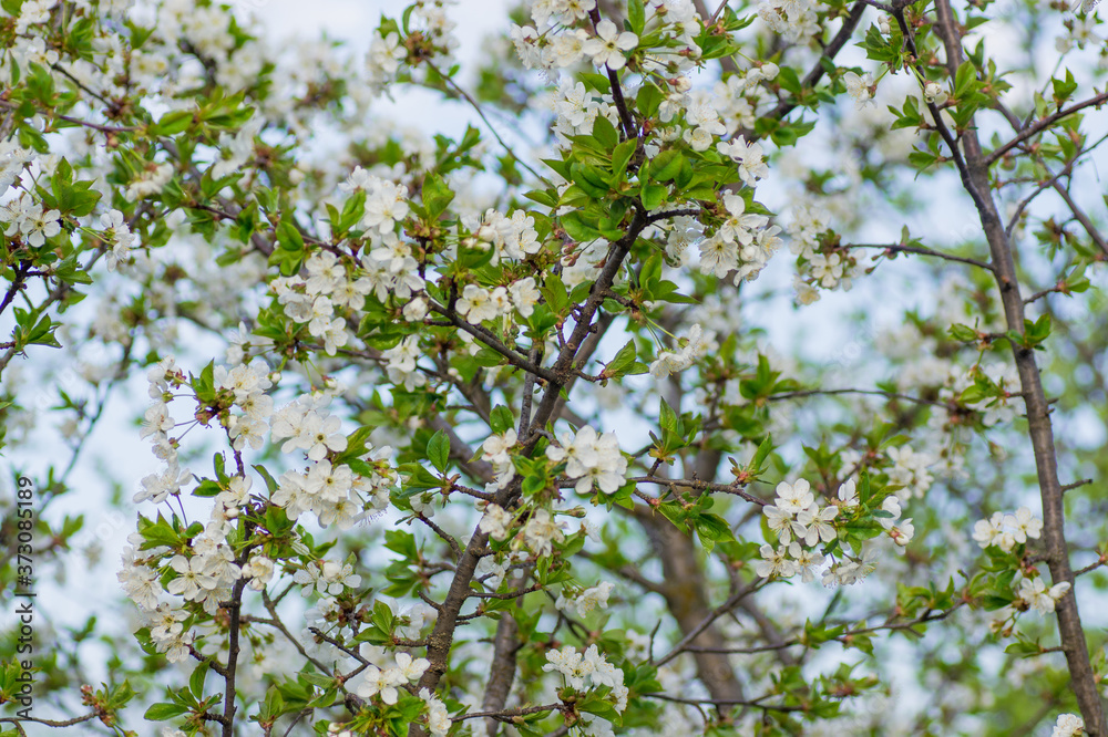 Branches of blossoming apricot macro Branches of blossoming apricot macro