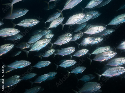 A school of bludger trevally at sunset photo