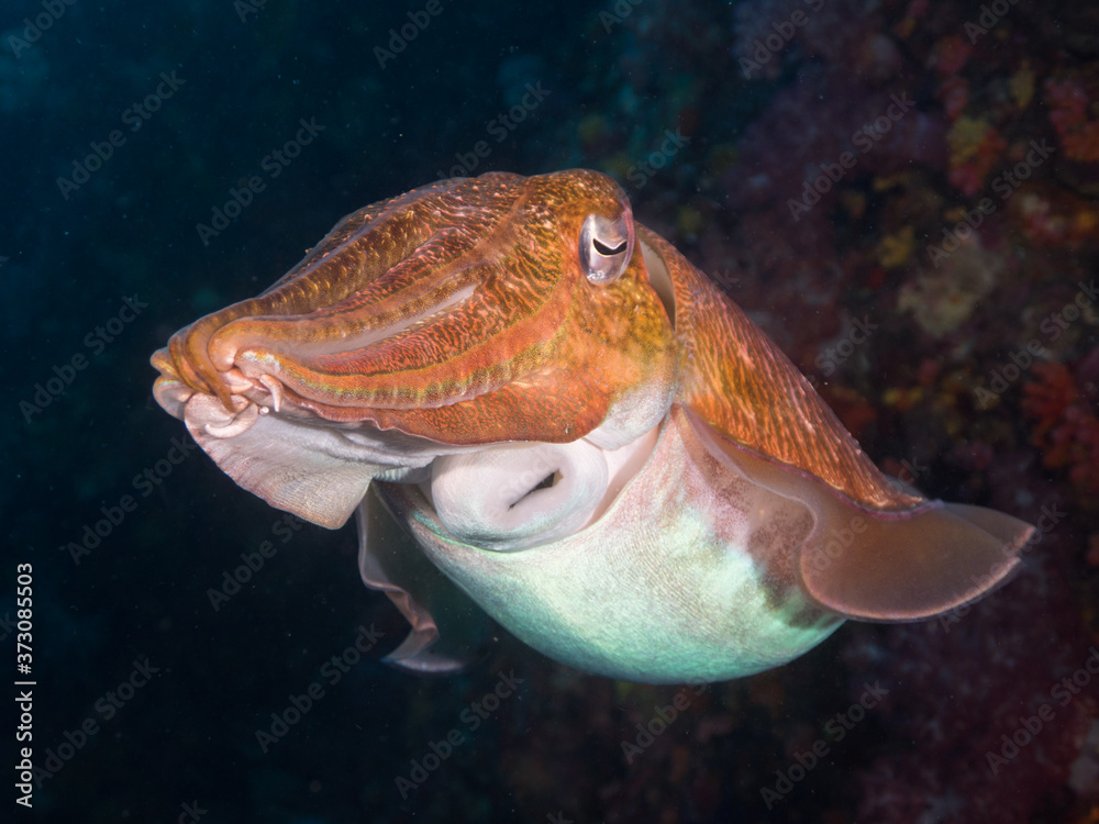 Pharaoh cuttlefish swimming in the coral reef Pharaoh cuttlefish swimming in the coral reef