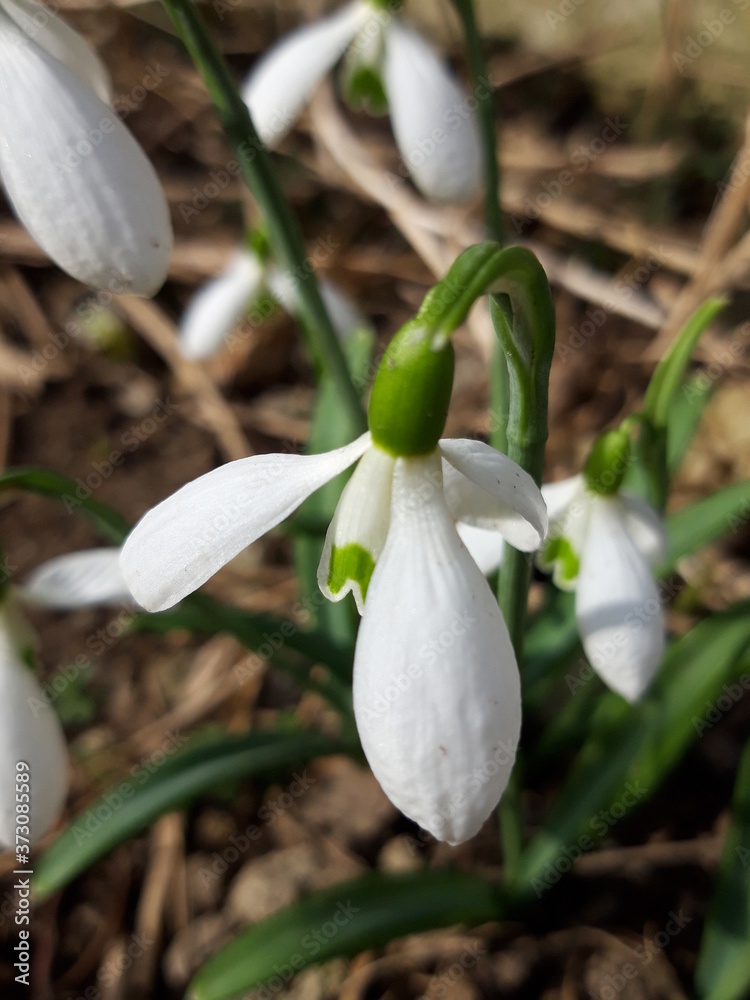 Galanthus nivalis, snowdrop or common snowdrop against brown soil. Close to ap. Soft focus. Galanthus nivalis, snowdrop or common snowdrop against brown soil. Close to ap. Soft focus.