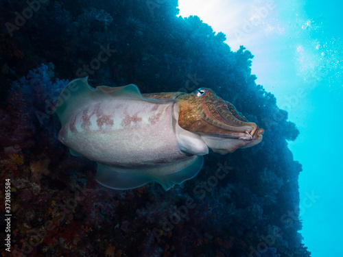 Pharaoh cuttlefish swimming in the coral reef photo