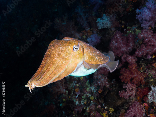 Pharaoh cuttlefish swimming in the coral reef photo