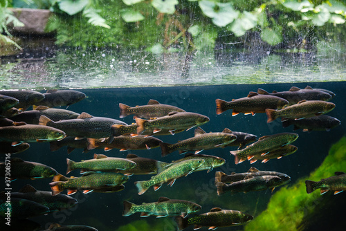 Flock of rainbow trout swimming in blue green water seen through aquarium window.