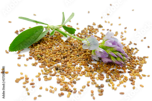 Bild auf Leinwand Alfalfa plant with blue flowers, green leaf and seeds