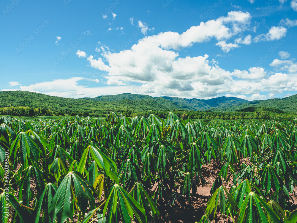 Beautiful scenery of the Thai countryside on clear day. Beautiful scenery of the Thai countryside on clear day.