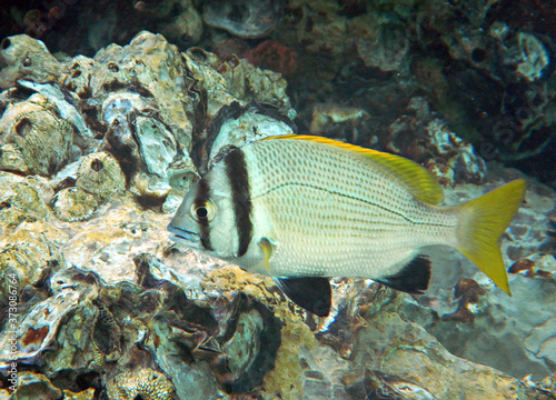 Double-bar bream, scientific name is Acanthopagrus bifasciatus is a tropical fish inhabiting coral reefs of the Red Sea, this fish forms schools and has a commercial importance in the Middle East photo