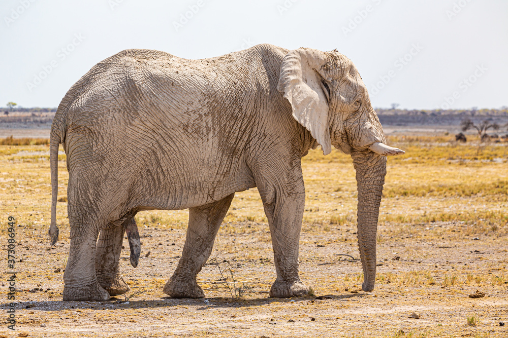 Fototapeta premium Elephant walking in the african wilderness