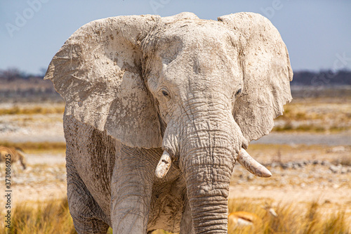 Elephant walking in the african wilderness