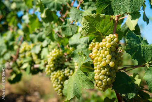 Wallpaper Mural Ripe white grapes in the vineyard Torontodigital.ca