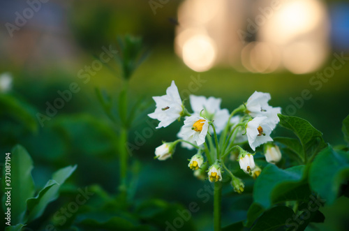 Potato flowers close-up. A bush with green leaves. Growth, development. Garden bed. Bokeh background. Vegetable.