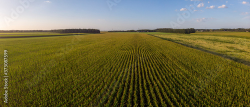 Wide aerial panorama of corn field at sunset with the crop in patterned straight lines leading to the horizon. Agriculture farmland food industry.