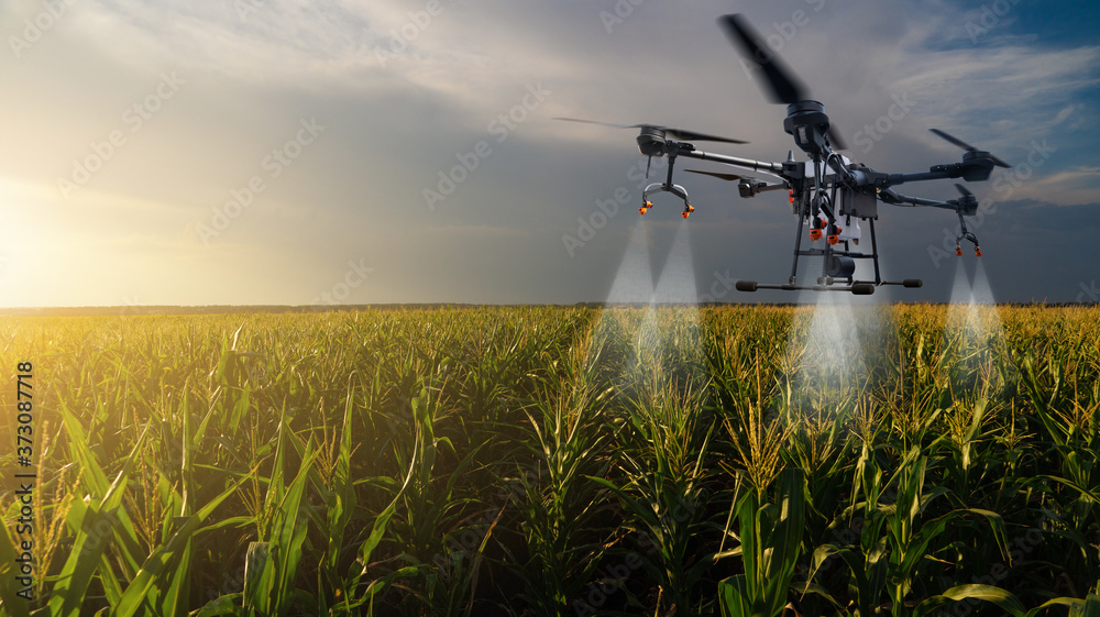 Drone sprayer flies over the corn field. Smart farming and precision  agriculture Photos | Adobe Stock