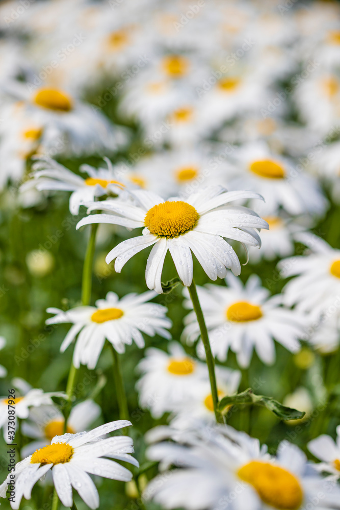 Fototapeta premium Large garden daisies on a green background