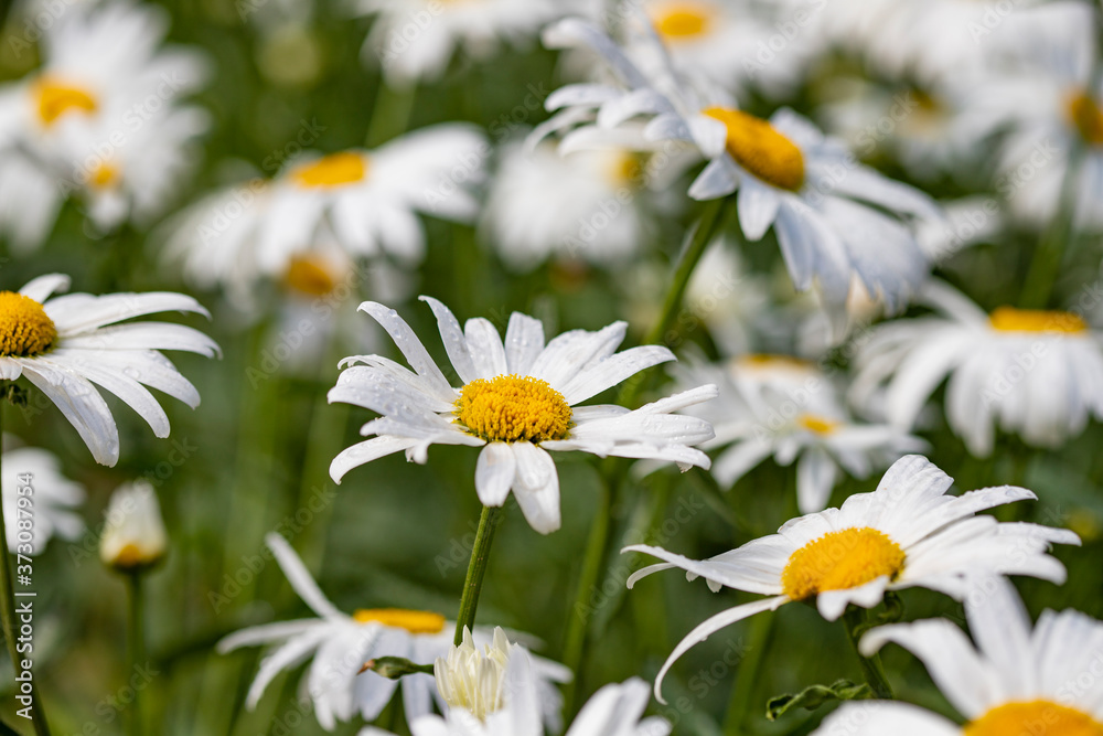 Obraz premium Large garden daisies on a green background