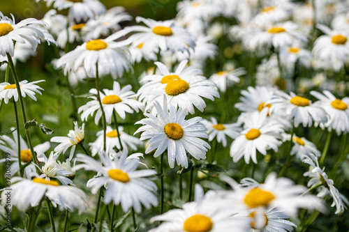 Large garden daisies on a green background