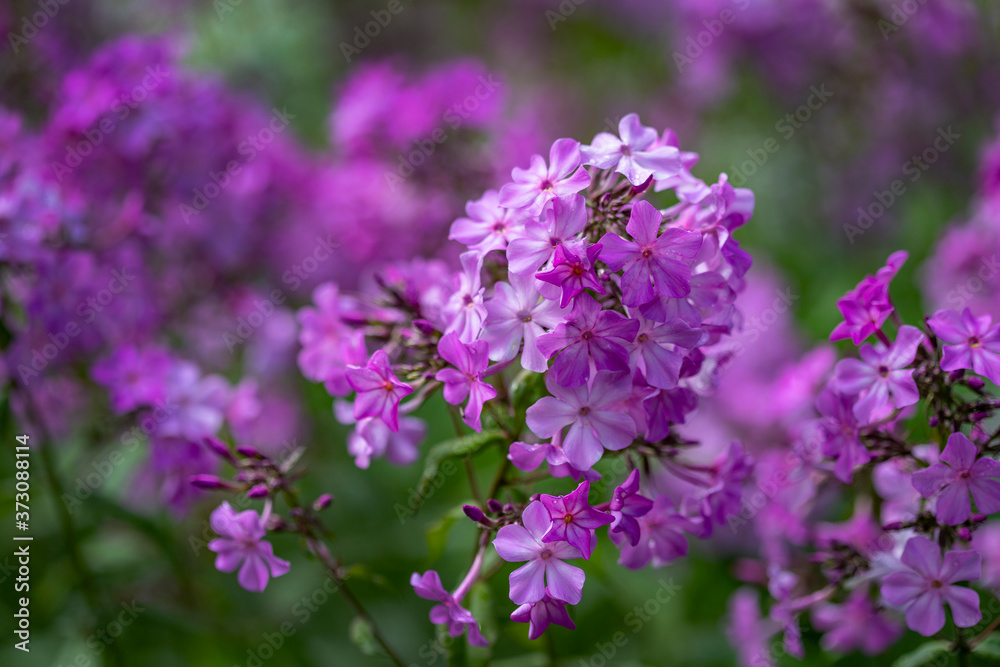 Pink phlox flowers on a background of green shoots Pink phlox flowers on a background of green shoots