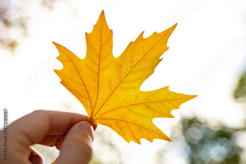 Yellow maple leaf against a gray autumn sky. Autumn background.