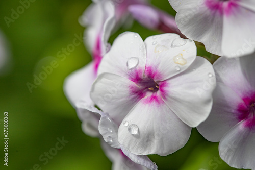 White phlox with pink center in dew drops