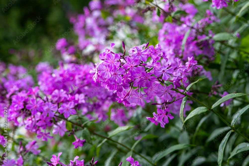 Pink phlox flowers on a background of green shoots Pink phlox flowers on a background of green shoots