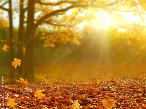 Beautiful autumn landscape with yellow trees and sun. Colorful foliage in the park. Falling leaves natural background .
