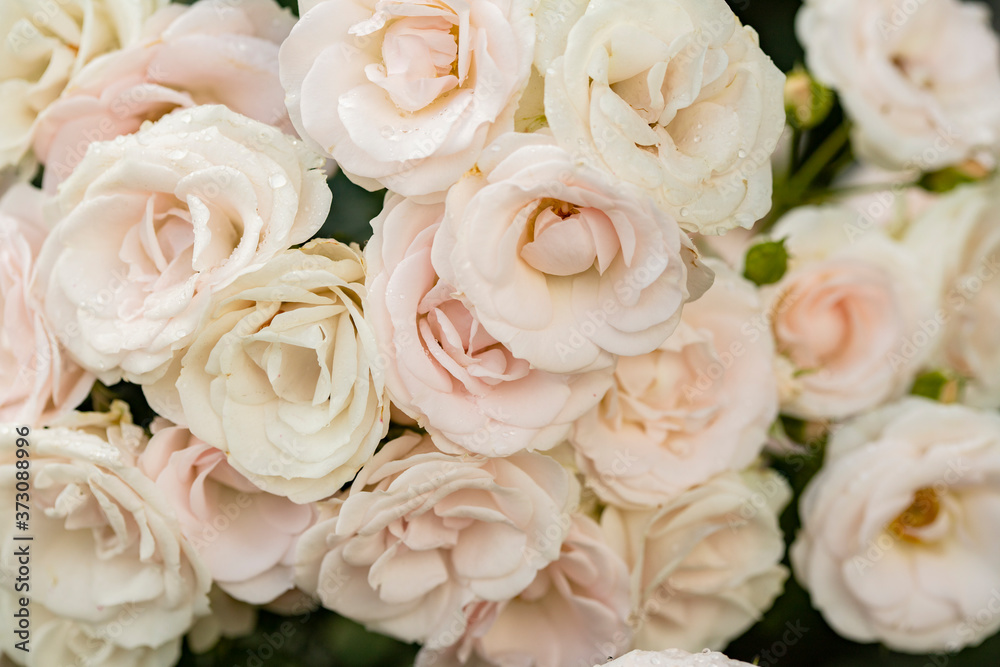 Bouquet of light pink tea roses on a green background Bouquet of light pink tea roses on a green background