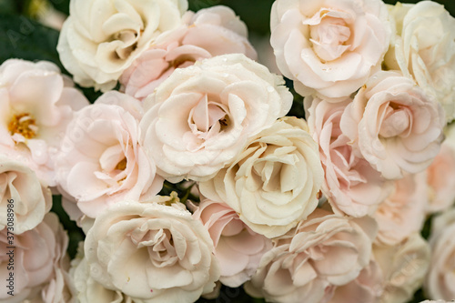 Bouquet of light pink tea roses on a green background
