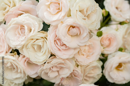 Bouquet of light pink tea roses on a green background