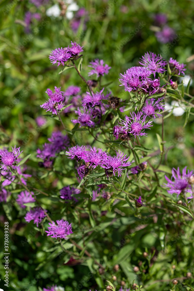 Obraz premium Lilac meadow flowers on a green background