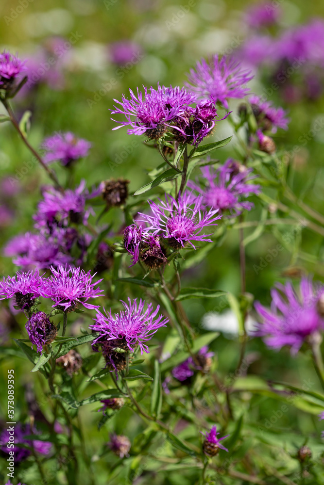 Lilac meadow flowers on a green background Lilac meadow flowers on a green background