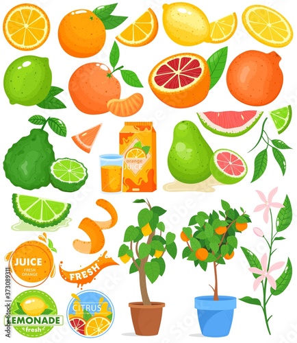 Citrus fruit vector illustration set. Cartoon flat food drink citrus collection with fresh orange juice, citric plant growing in pot, zest, slices of orange lemon grapefruit lime isolated on white