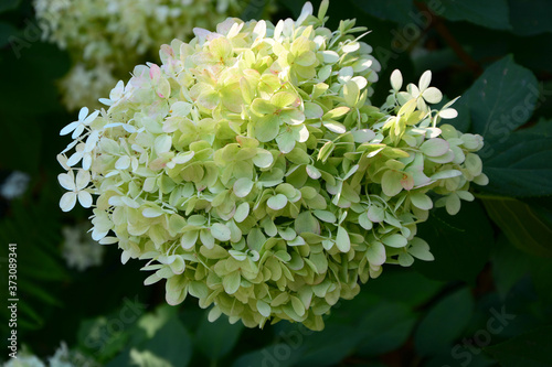 Beautiful white, green hydrangea flower on dark background.