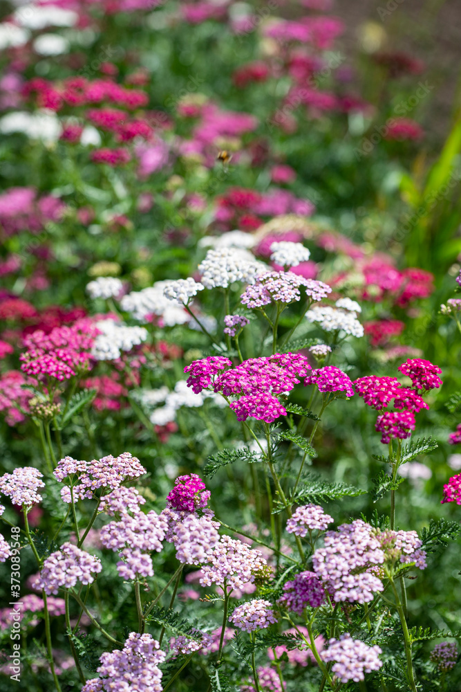 Obraz premium Pink, white and red flowers of yarrow on a background of green shoots