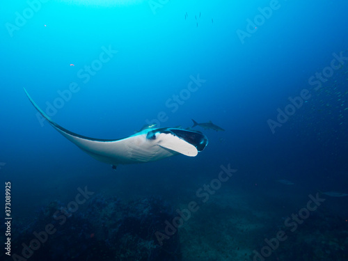 Oceanic manta ray swimming in coral reef (Mergui, Myanmar)