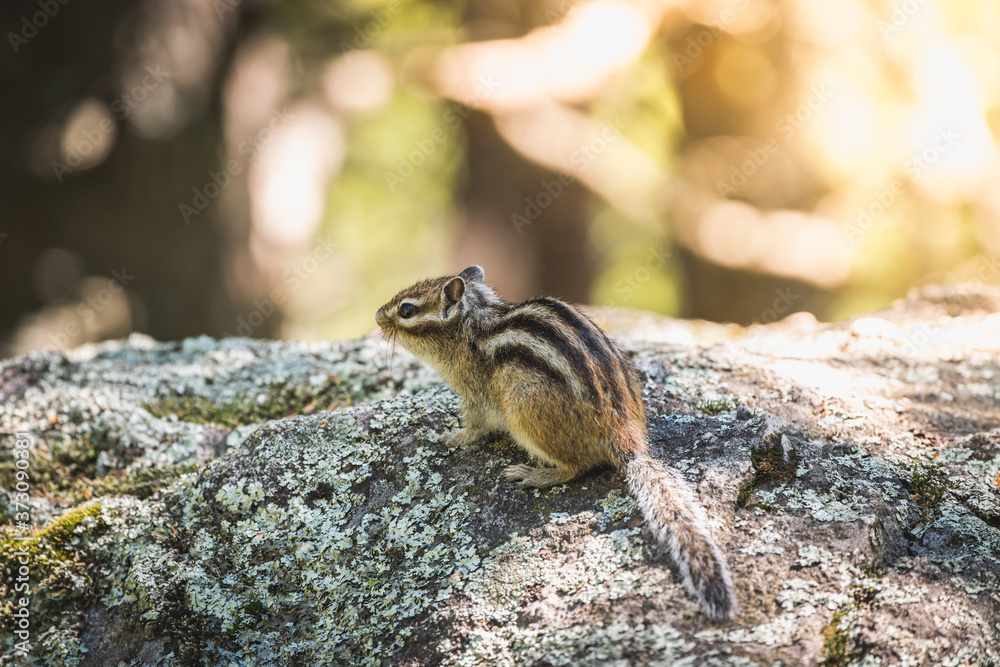 Striped chipmunk with dark eyes and short tail on stone in the forest.