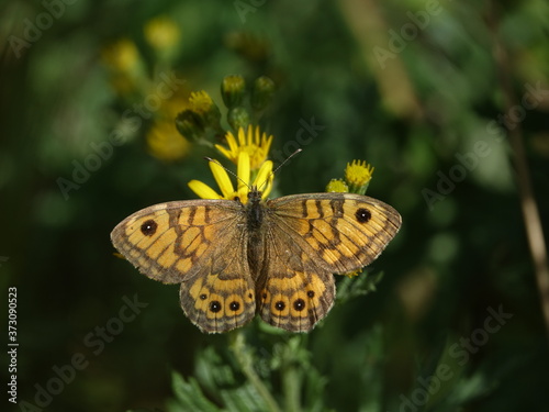 female wall brown butterfly (Lasiommata megera) feeding on wild flower