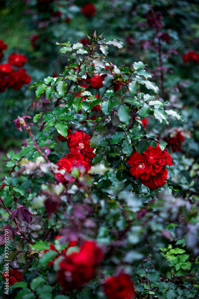 Red park roses on a background of dull green leaves