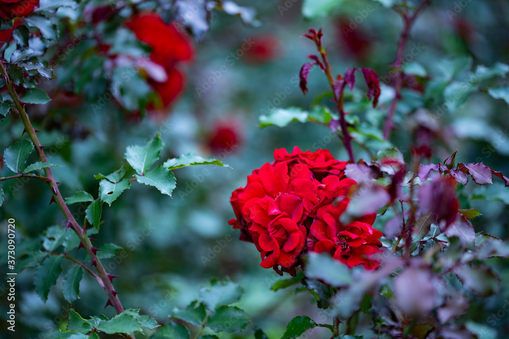 Red park roses on a background of dull green leaves Red park roses on a background of dull green leaves