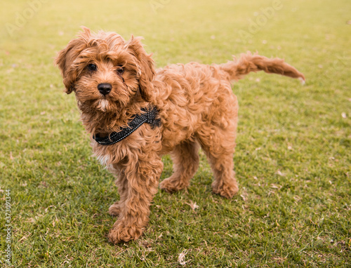 A cavoodle puppy standing on a lawn
