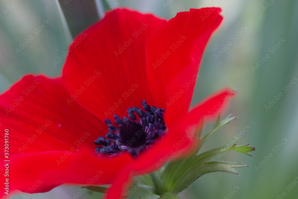 Fototapeta premium Anemone.