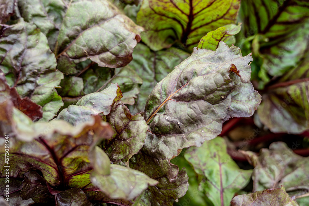 Background of thick growing beet leaves. Close up