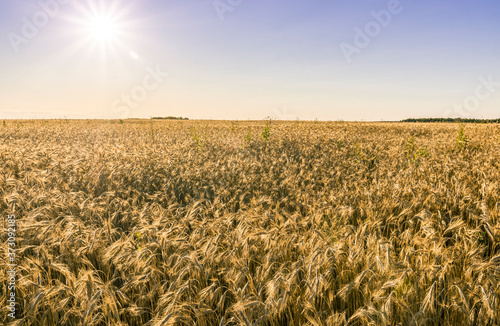 Scenic view at beautiful summer day in a wheaten shiny field with golden wheat and sun rays, deep blue cloudy sky and road, rows leading far away, valley landscape © Yaroslav