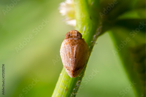 Close up of the Brown planthopper on green leaf in the garden. the Nilaparvata lugens (Stal) on green brunch.