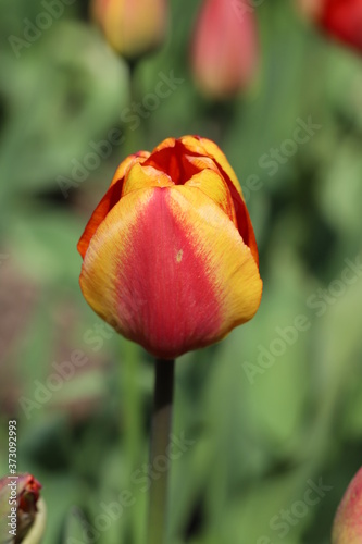 Red and yellow tulip flower illuminated by the sun