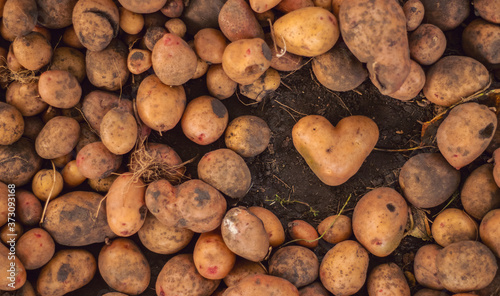 Heart shaped dirty potato on the vegetable brown background. Top view  copy space.